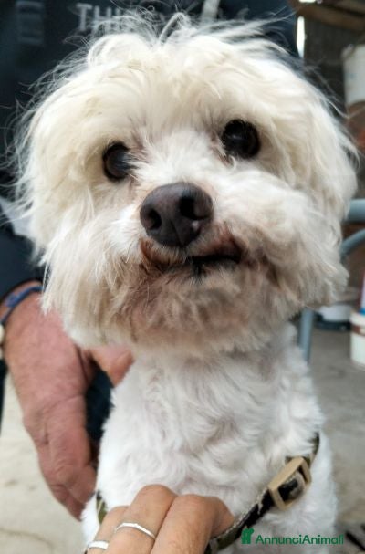 Maltese cani RUDY in cerca di casa.... - Annuncio 7