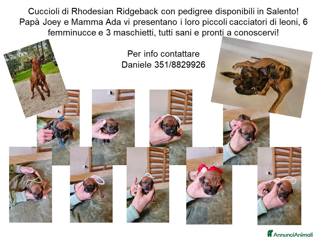 Rhodesian Ridgeback cani RHODESIAN RIDGEBACK il cane per la caccia al leone - Annuncio 11