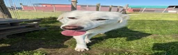 Pastore Maremmano cani in regalo: Il gigante buono: incontra Murdok - Annuncio 4