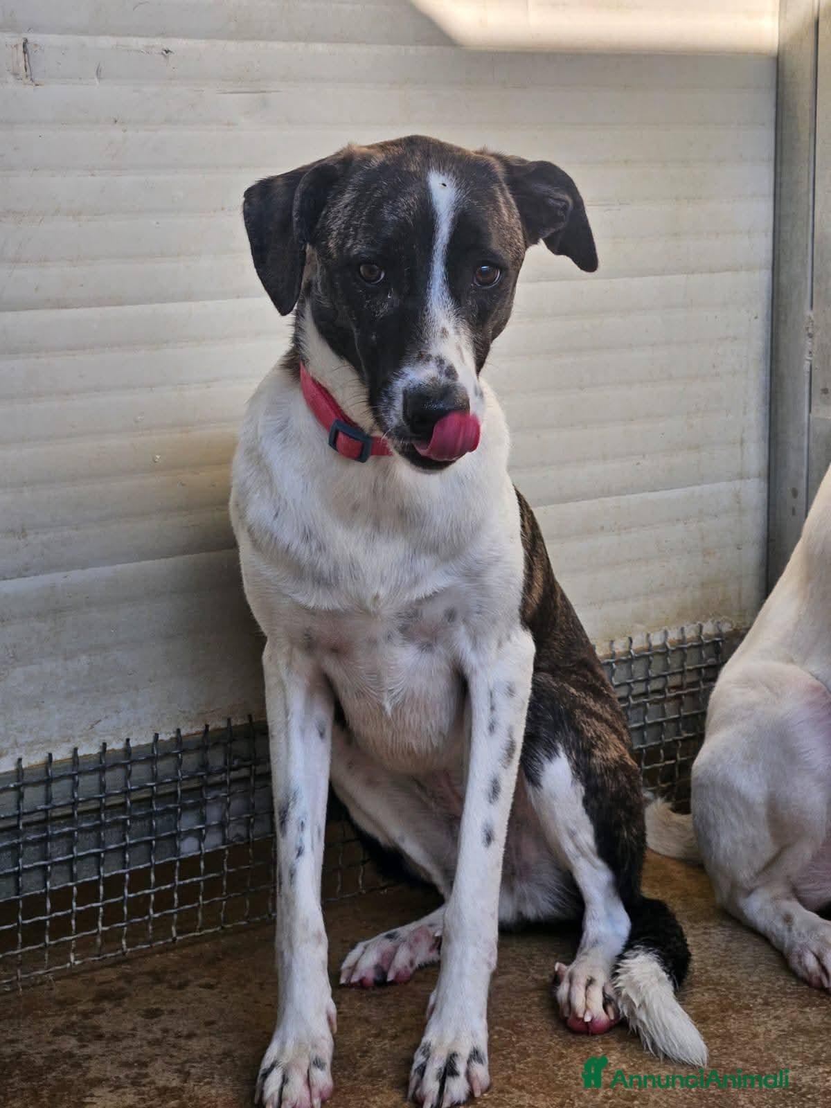 Meticcio cani Kira: dolcissima, cessione di proprietà  - Annuncio 34