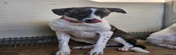 Meticcio cani in regalo: Kira: dolcissima, cessione di proprietà  - Annuncio 1
