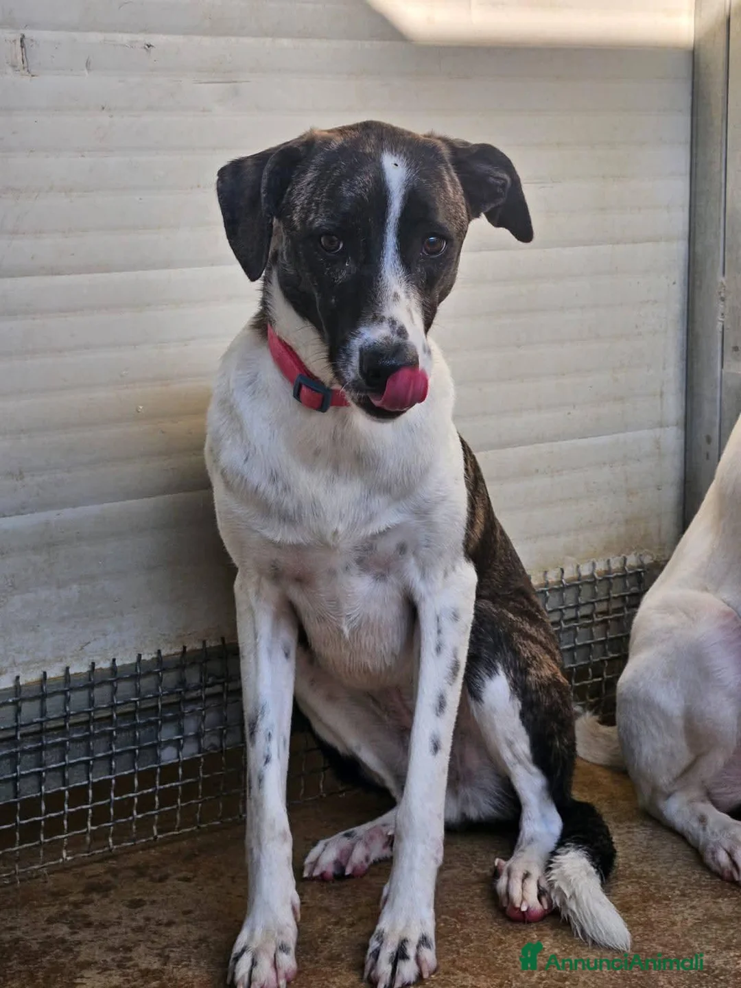 Meticcio cani in regalo: Kira: dolcissima, cessione di proprietà  - Annuncio 1