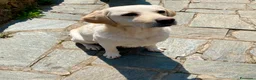 Labrador cani in vendita: Labrador adulta femmina  - Annuncio 2