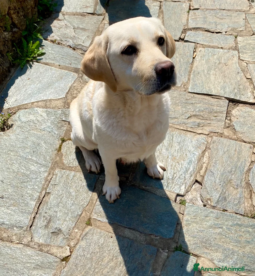 Labrador cani in vendita: Labrador adulta femmina  - Annuncio 2