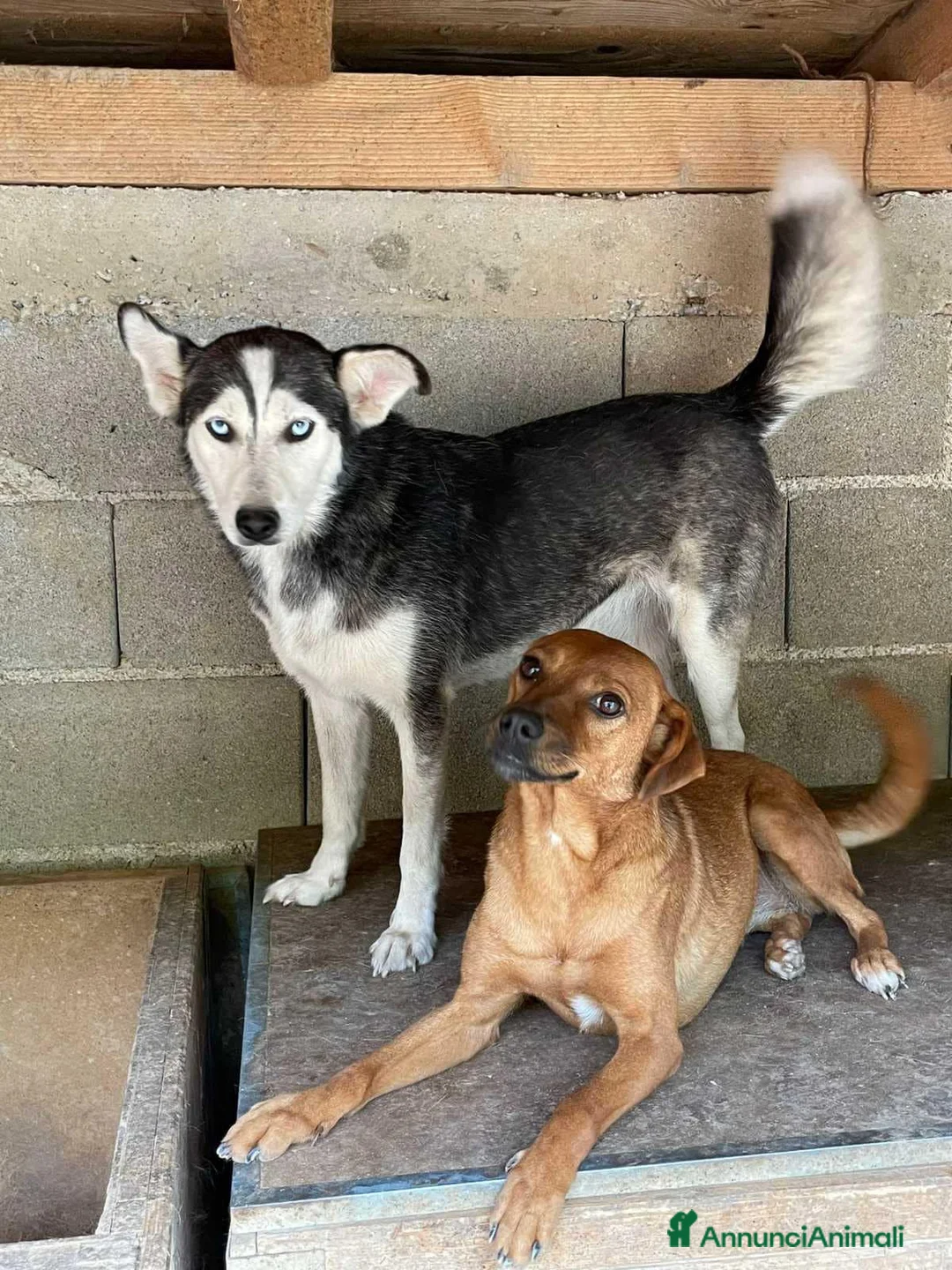 Meticcio cani in regalo: BLUE & REDDY, anime gemelle sfortunate! - Annuncio 4