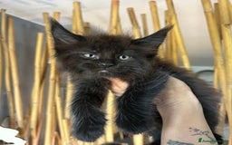 Maine Coon gatti in vendita: Cuccioli Maine coon a Provincia di Cremona - Immagine 3
