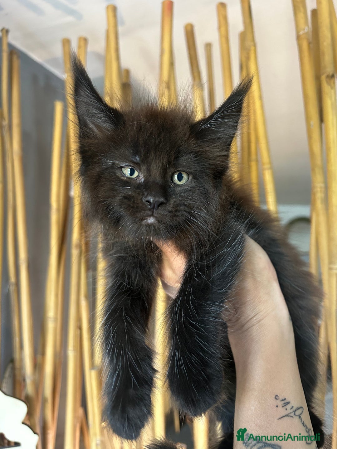 Maine Coon gatti in vendita: Cuccioli Maine coon a Provincia di Cremona - Immagine 3