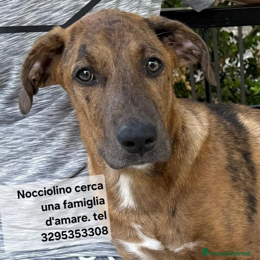 Meticcio cani in regalo: Mary e Nocciolino 4mesi e 1/2 INVISIBILI! SICILIA - Annuncio 5