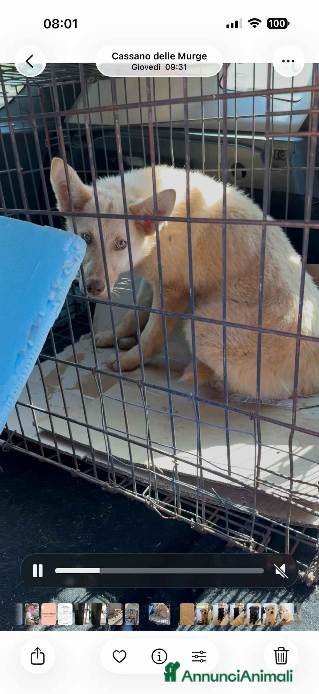 Meticcio cani in regalo: La piccola Falena  - Annuncio 2