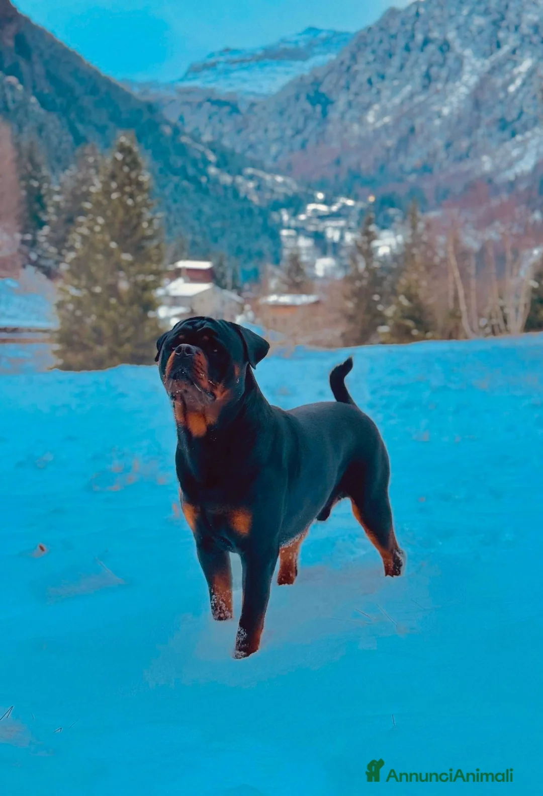 Rottweiler cani per accoppiamento: Disponibile per monta a Città metropolitana di Milano - Annuncio 2