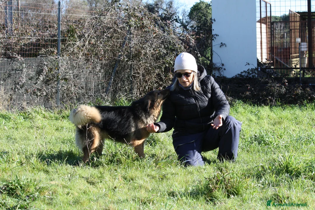 Meticcio cani in regalo: Enza dolcissima mix border collie in adozione  - Annuncio 7