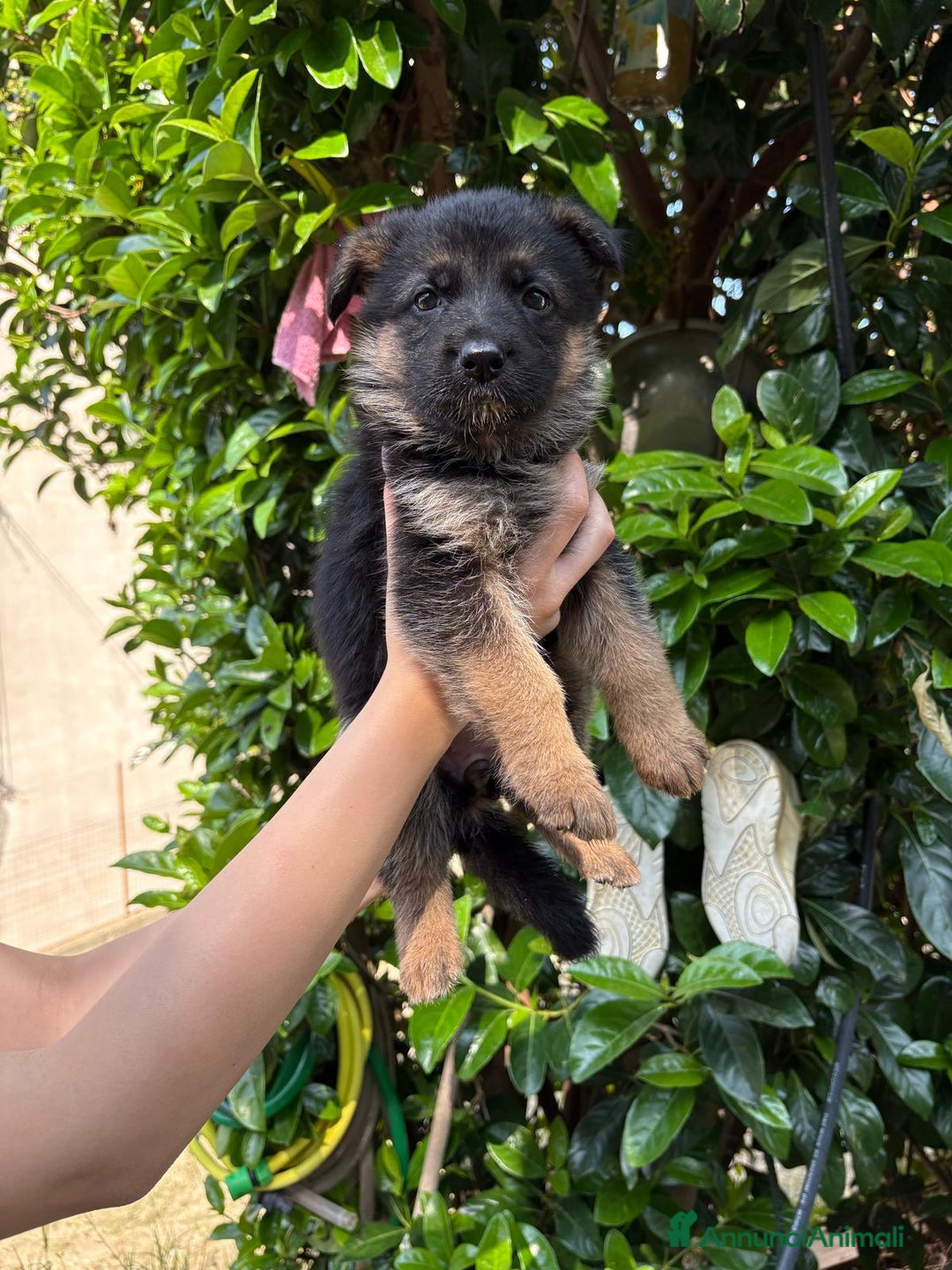 Pastore Tedesco cani in vendita: Cucciola di pastore tedesco  a Città metropolitana di Reggio Calabria - Immagine 2