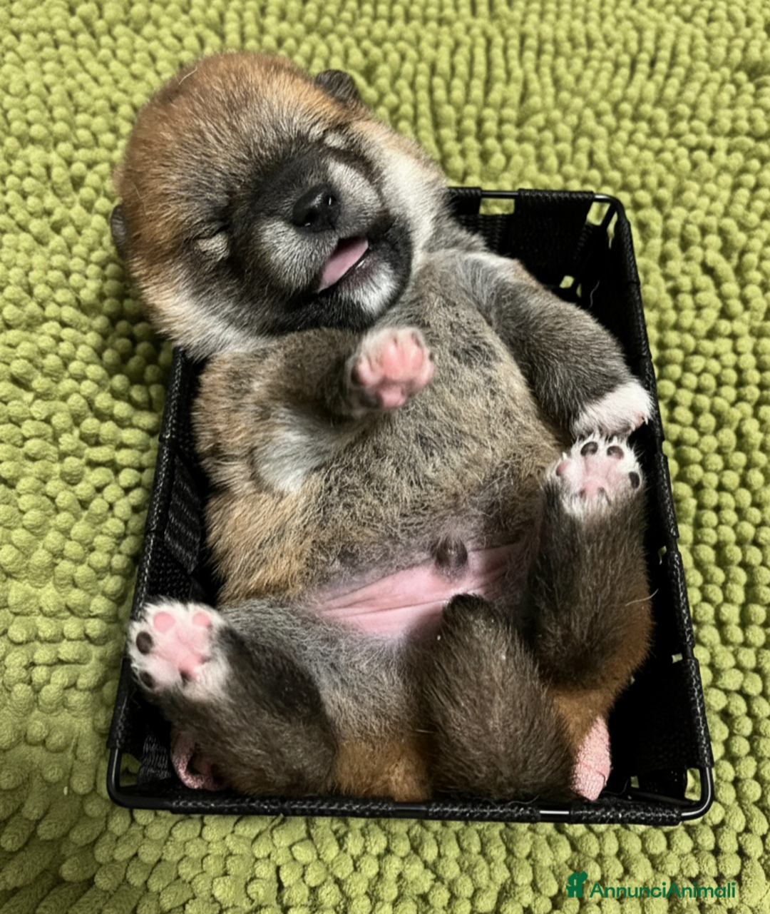 Shiba Inu cani in vendita: Cuccioli di Shiba Inu con genitori testati - Annuncio 4