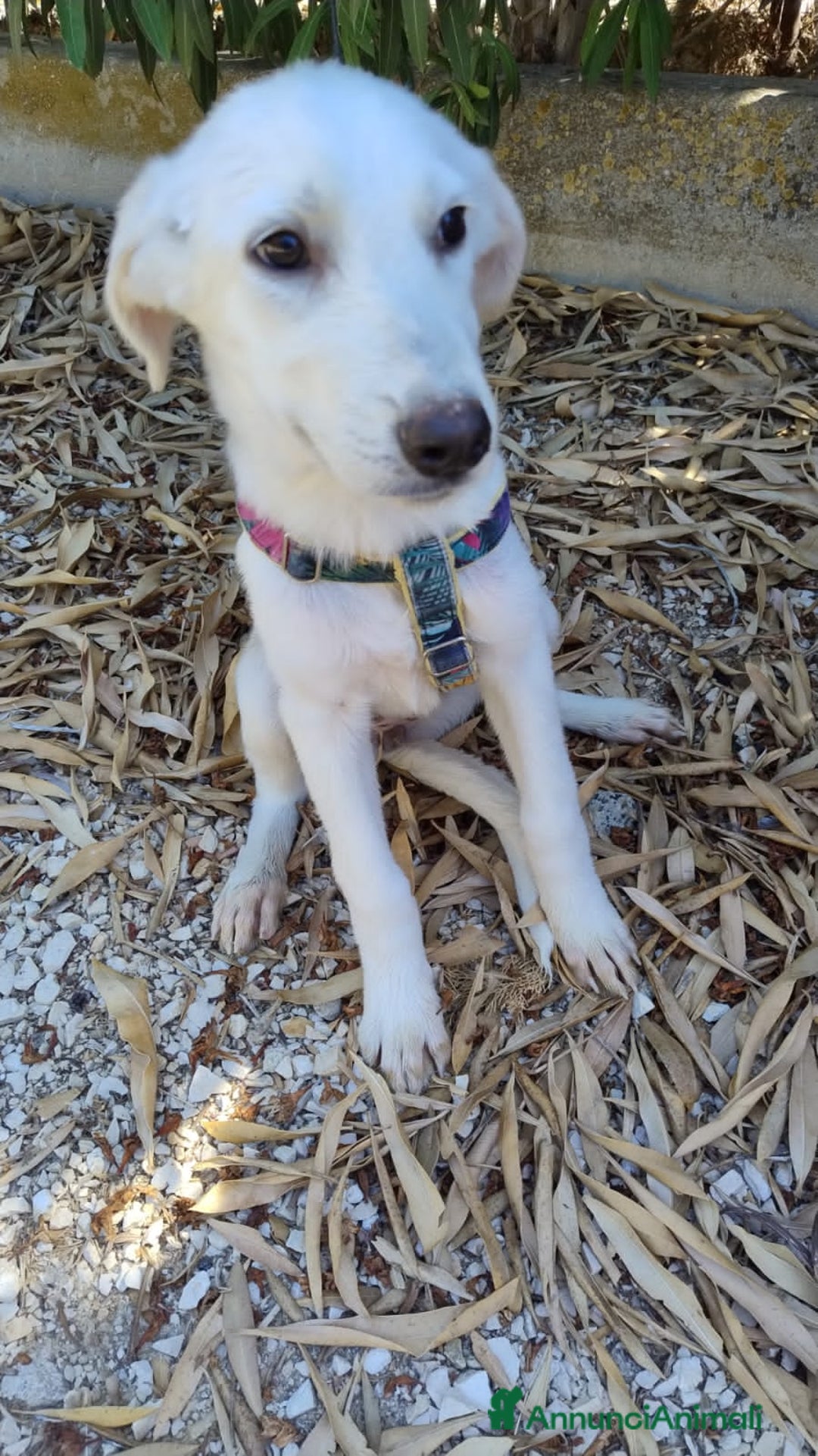 Altre razze cani in regalo: LUCE E DOLLY - Annuncio 2