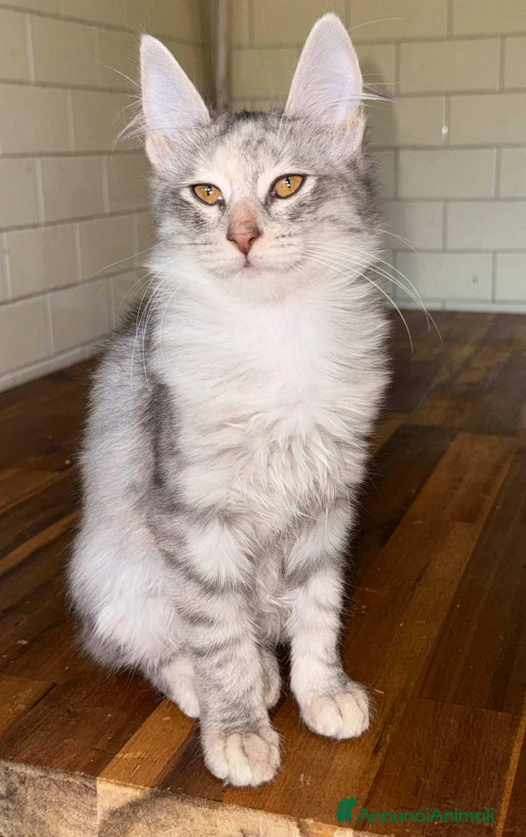 Angora turco gatti in vendita: Gattina di razza Angora Turco - Bella - Annuncio 2