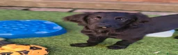 Flat Coated cani in vendita: Cuccioli flat coated retriever  - Annuncio 11
