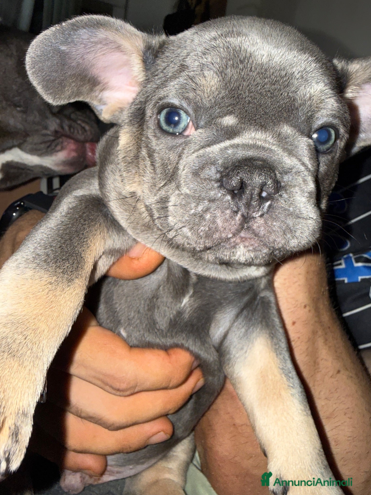 Bulldog Francese cani Disponibilità di Bulldog Francese  - Annuncio 18
