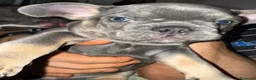 Bulldog Francese cani in vendita: Disponibilità di Bulldog Francese  - Annuncio 1