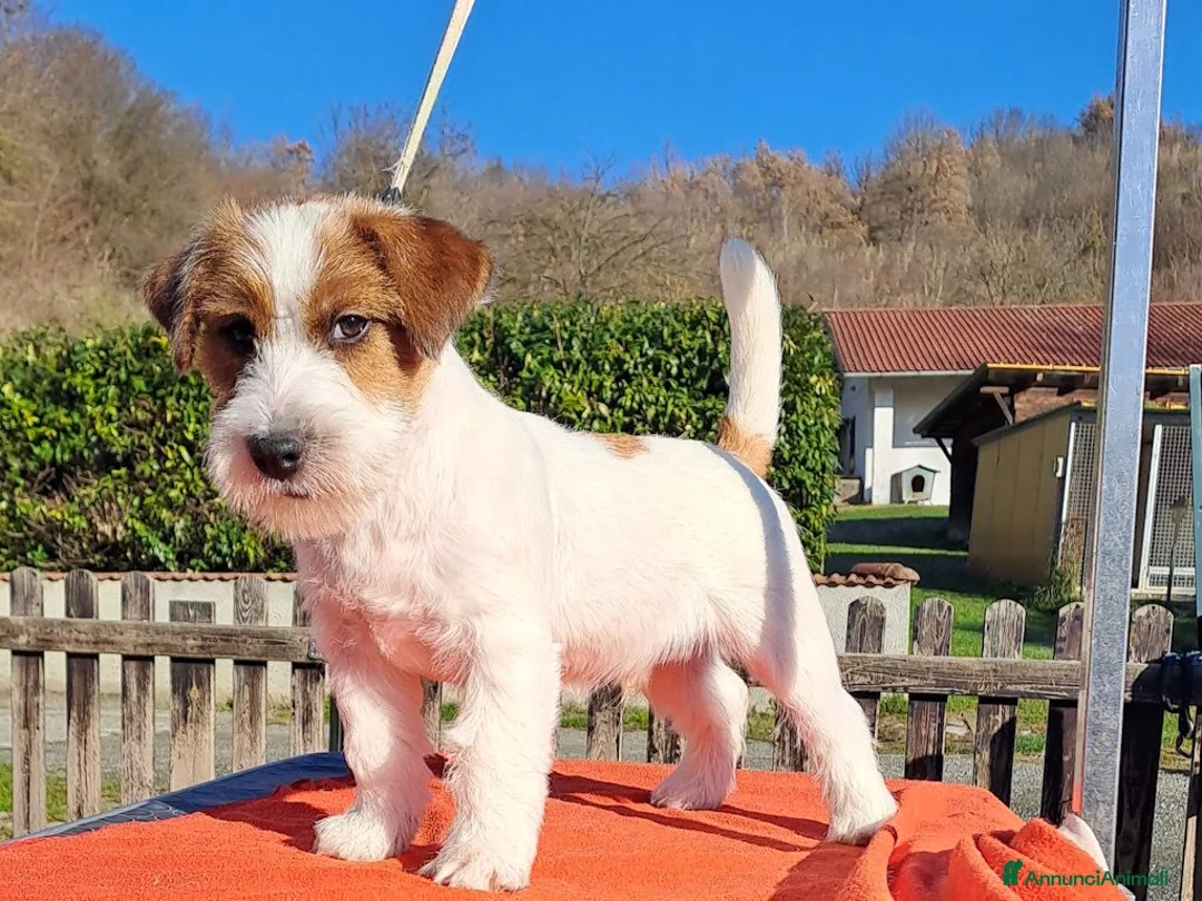 Jack Russell cani in vendita: Cucciol0 Jack ruvid0 - Annuncio 21