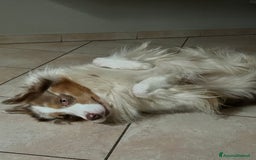 Australian Shepherd cani per accoppiamento: Fidanzata per Tito a Provincia di Lucca - Immagine 10
