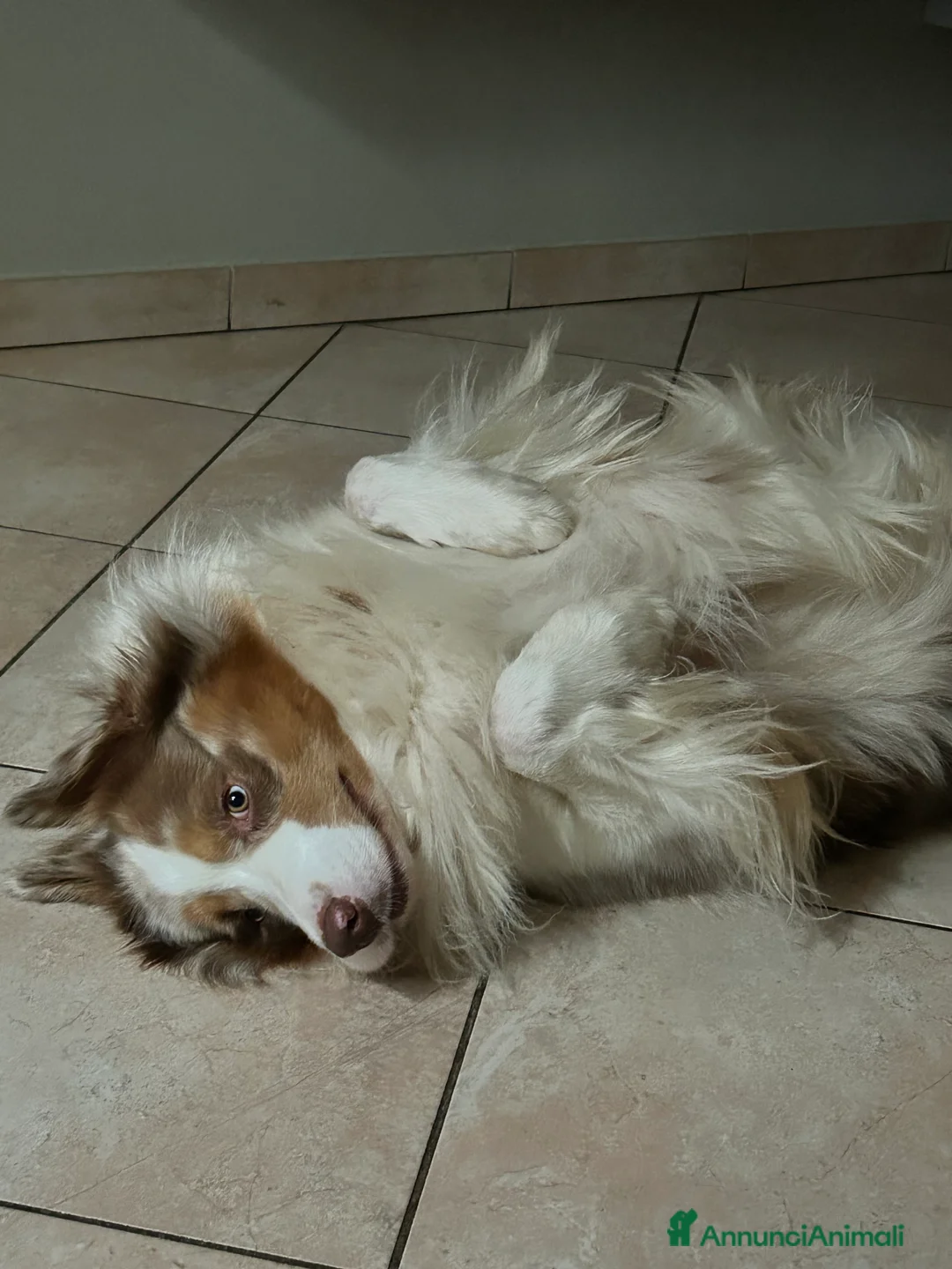 Australian Shepherd cani per accoppiamento: Fidanzata per Tito a Provincia di Lucca - Annuncio 10