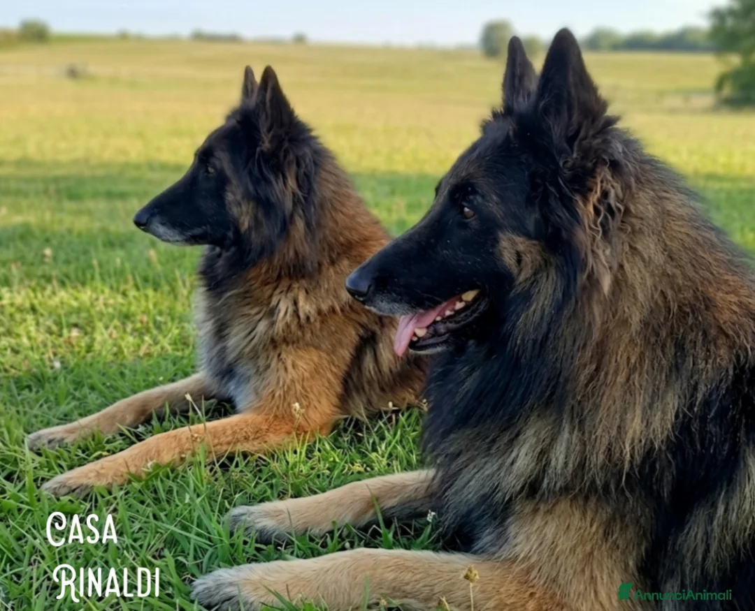 Pastore Belga cani in vendita: Allevamento di Casa Rinaldi  - Annuncio 2