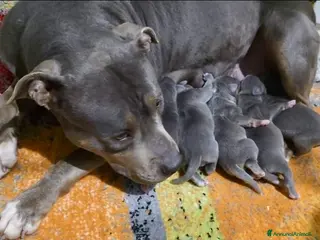 Pitbull cani American Pitbull Terrier UKC - Annuncio 2