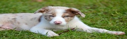 Border Collie cani in vendita: Cuccioli di Border Collie  - Annuncio 4