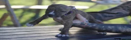Pitbull cani in vendita: Cuccioli Pit Bull con pedigree anche a rate - Annuncio 15