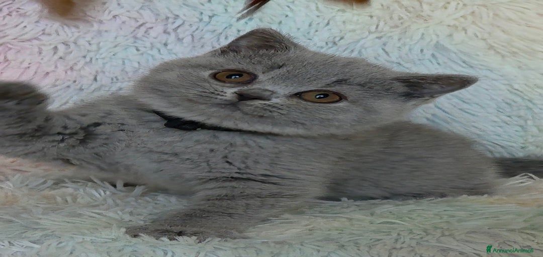 Immagine della galleria {{count}}