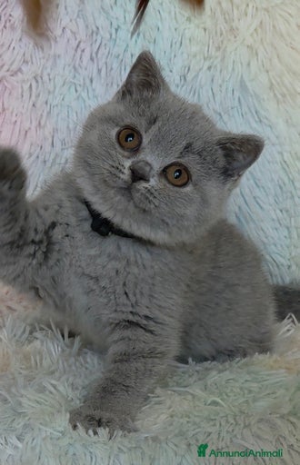 Immagine della galleria {{count}}