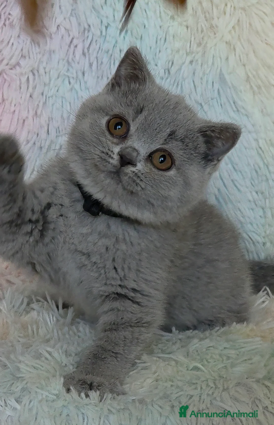 Immagine della galleria {{count}}