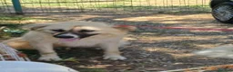 Meticcio cani in regalo: Burka 1 anno, buonissima - Annuncio 20