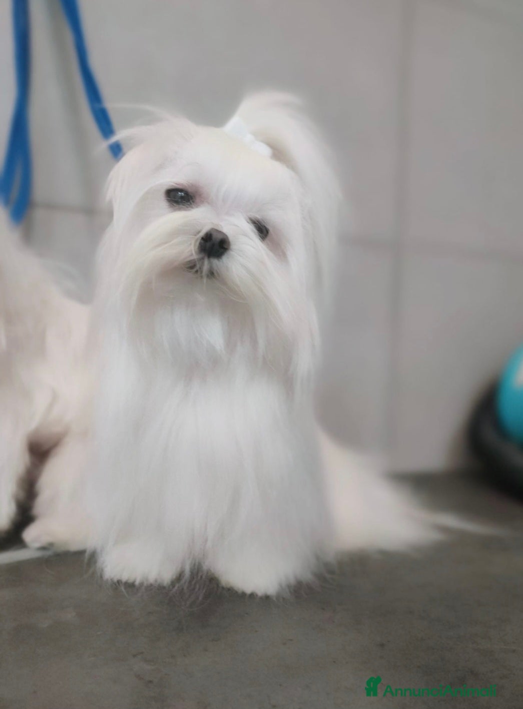 Maltese cani Mini maltese coreano  a Provincia di Padova - Annuncio 24