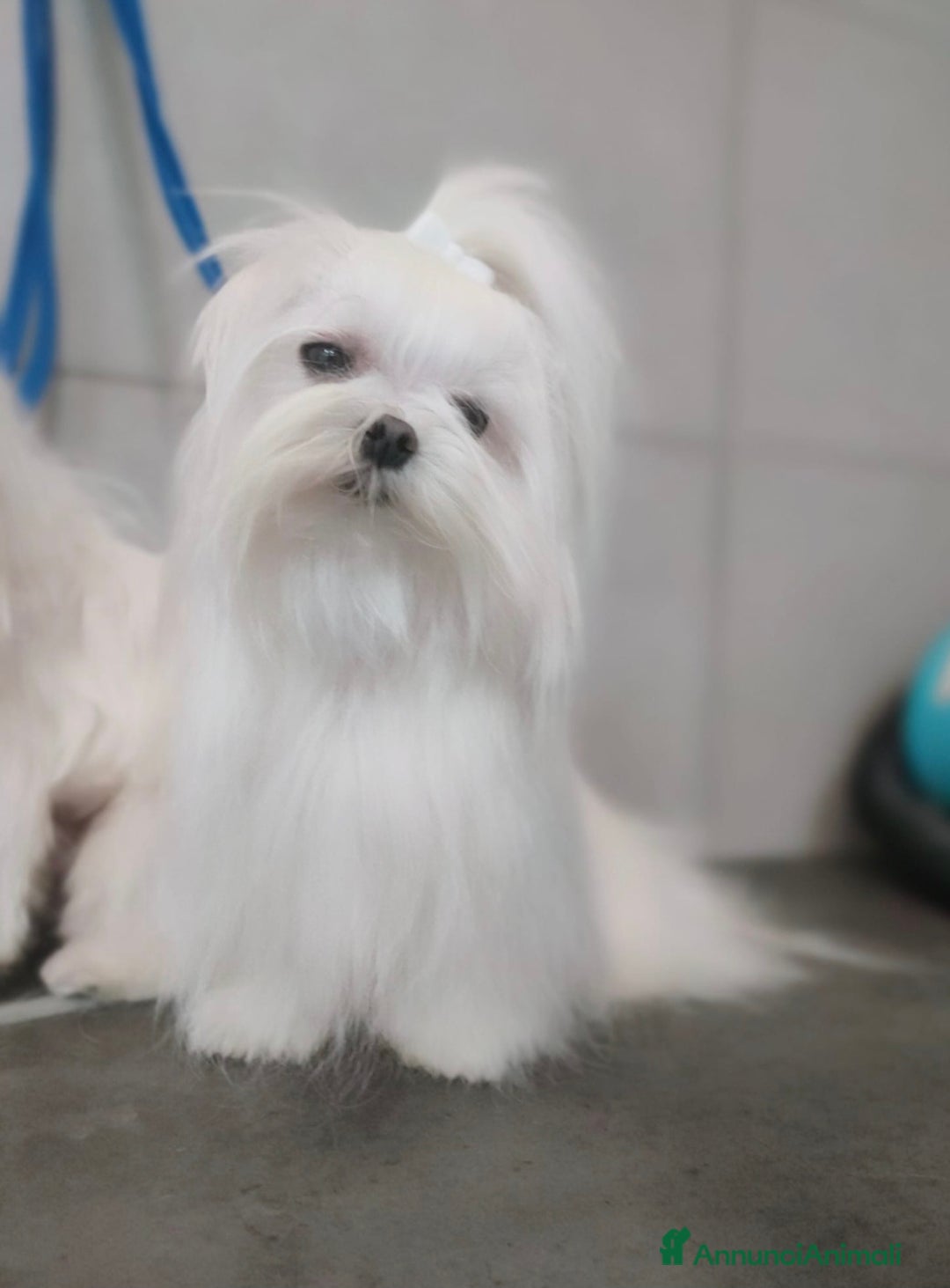 Maltese cani in vendita: Mini maltese coreano  a Provincia di Padova - Annuncio 1