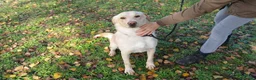 Meticcio cani in regalo: CESARE INC. LABRADOR TI STA ASPETTANDO - Annuncio 2