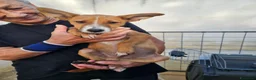 Meticcio cani in regalo: Velvet: 3 mesi taglia contenuta  - Annuncio 1
