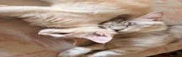 Maine Coon gatti in vendita: Main coon crema e red tabby mackerel. - Annuncio 4