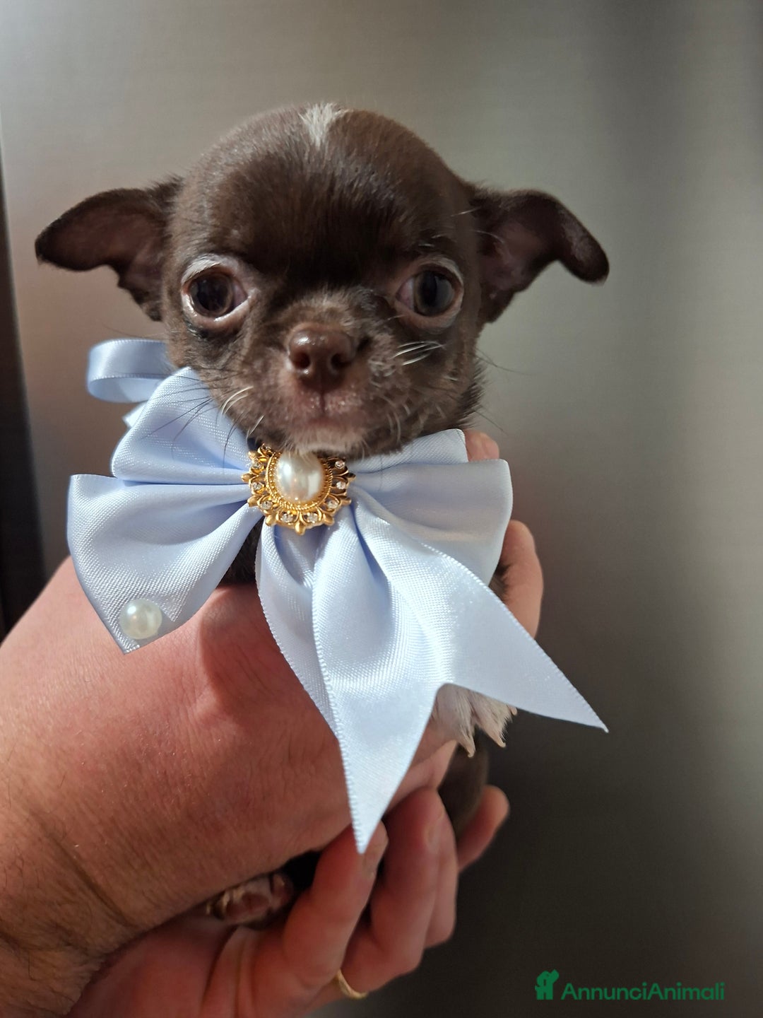 Chihuahua cani in vendita: Chihuahua  - Annuncio 8