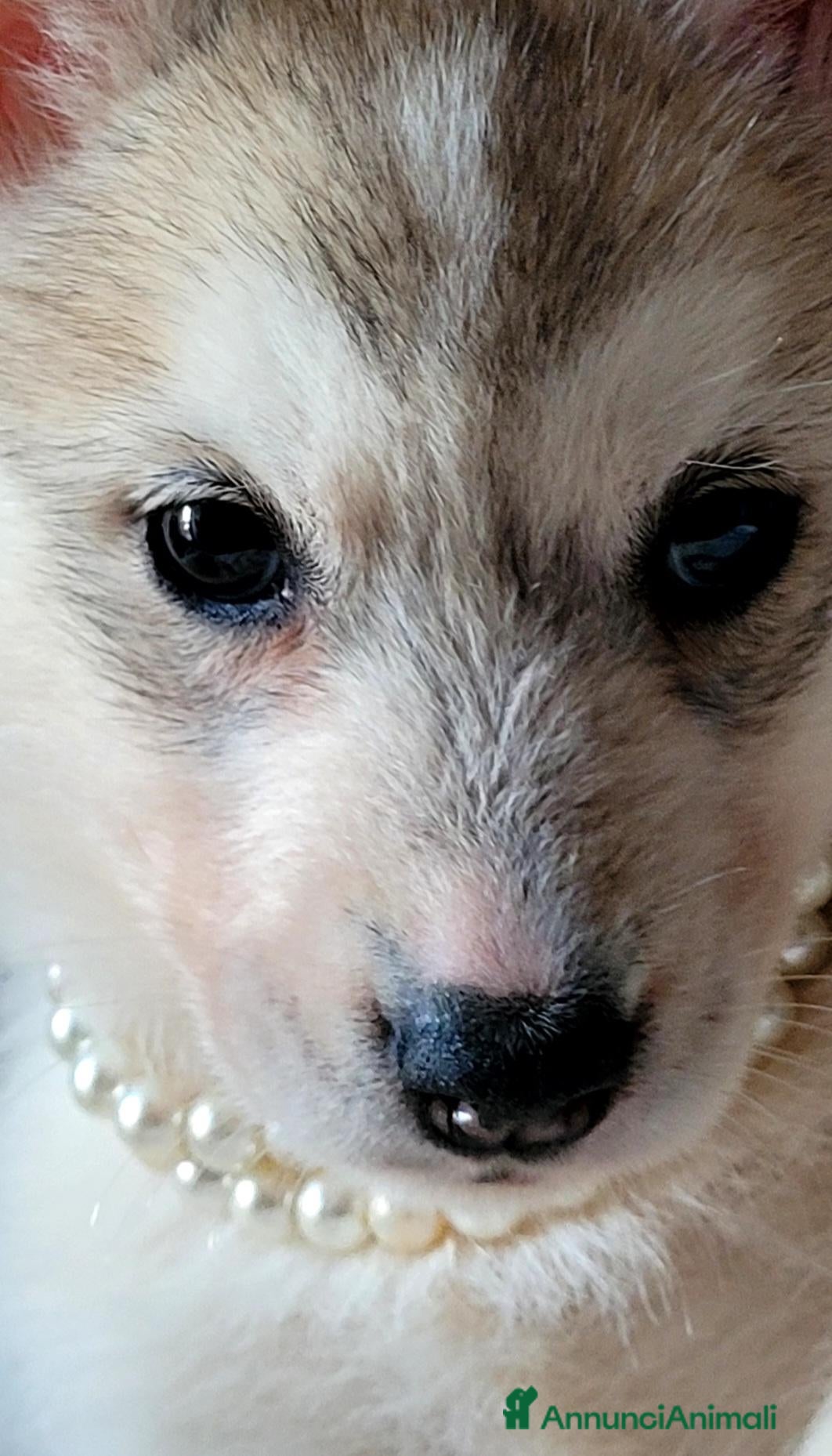Husky cani SIBERIAN HUSKY CUCCIOLATA CON PEDIGREE  - Annuncio 28