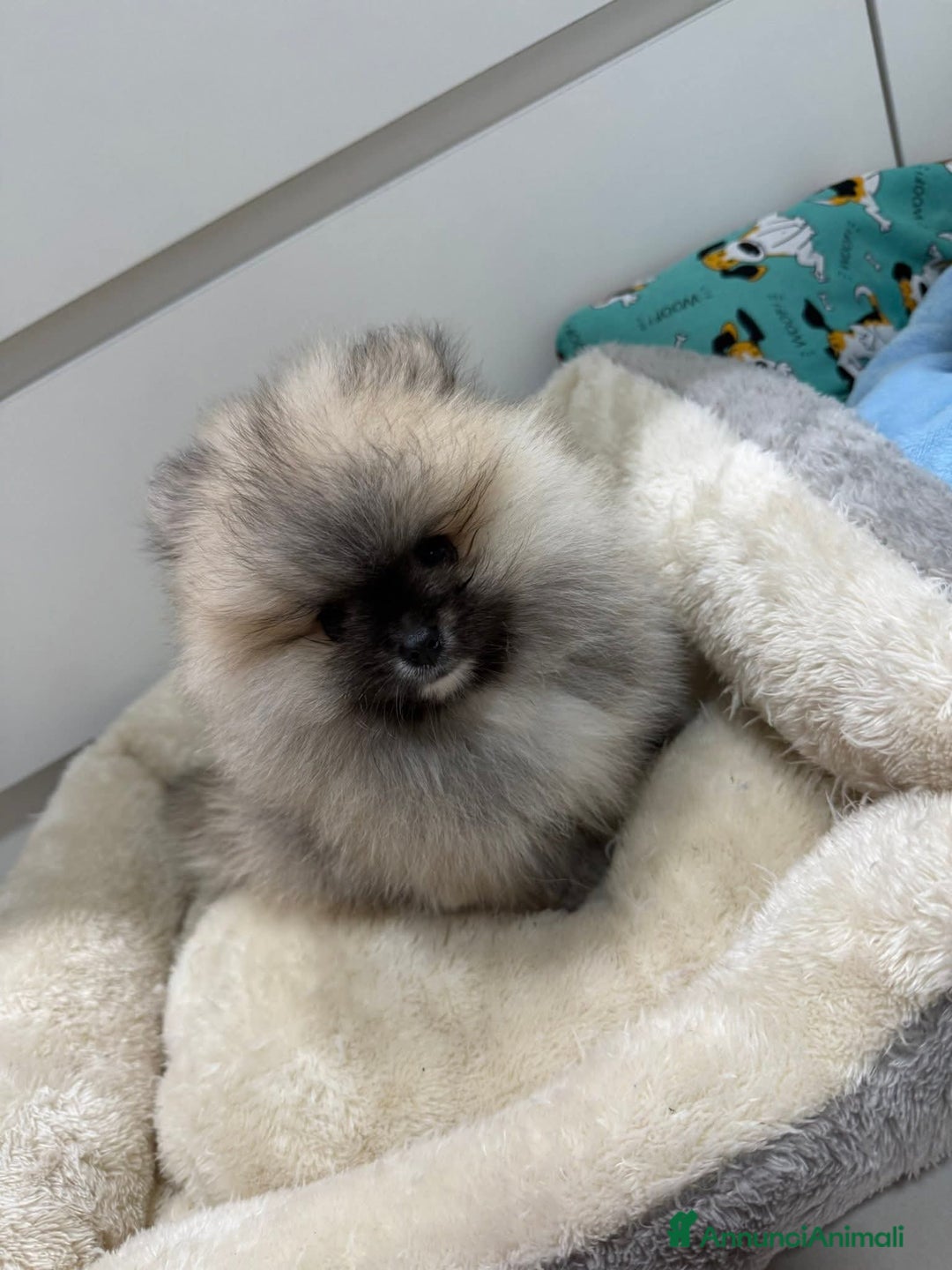 Volpino Pomerania cani in vendita: Volpini di pomerania toy  - Annuncio 5