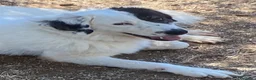 Meticcio cani in regalo: DOLCISSIMA SISSI - Annuncio 4