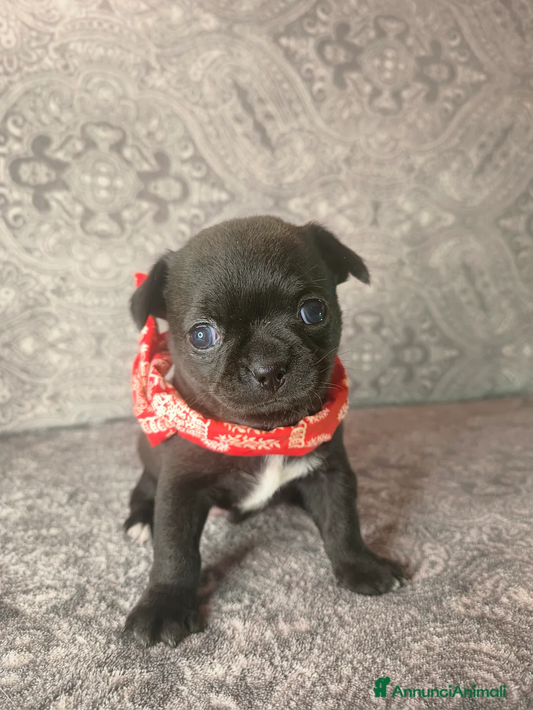 Chihuahua cani in vendita: CHIHUAHUA ALTA GENEALOGIA  - Annuncio 4