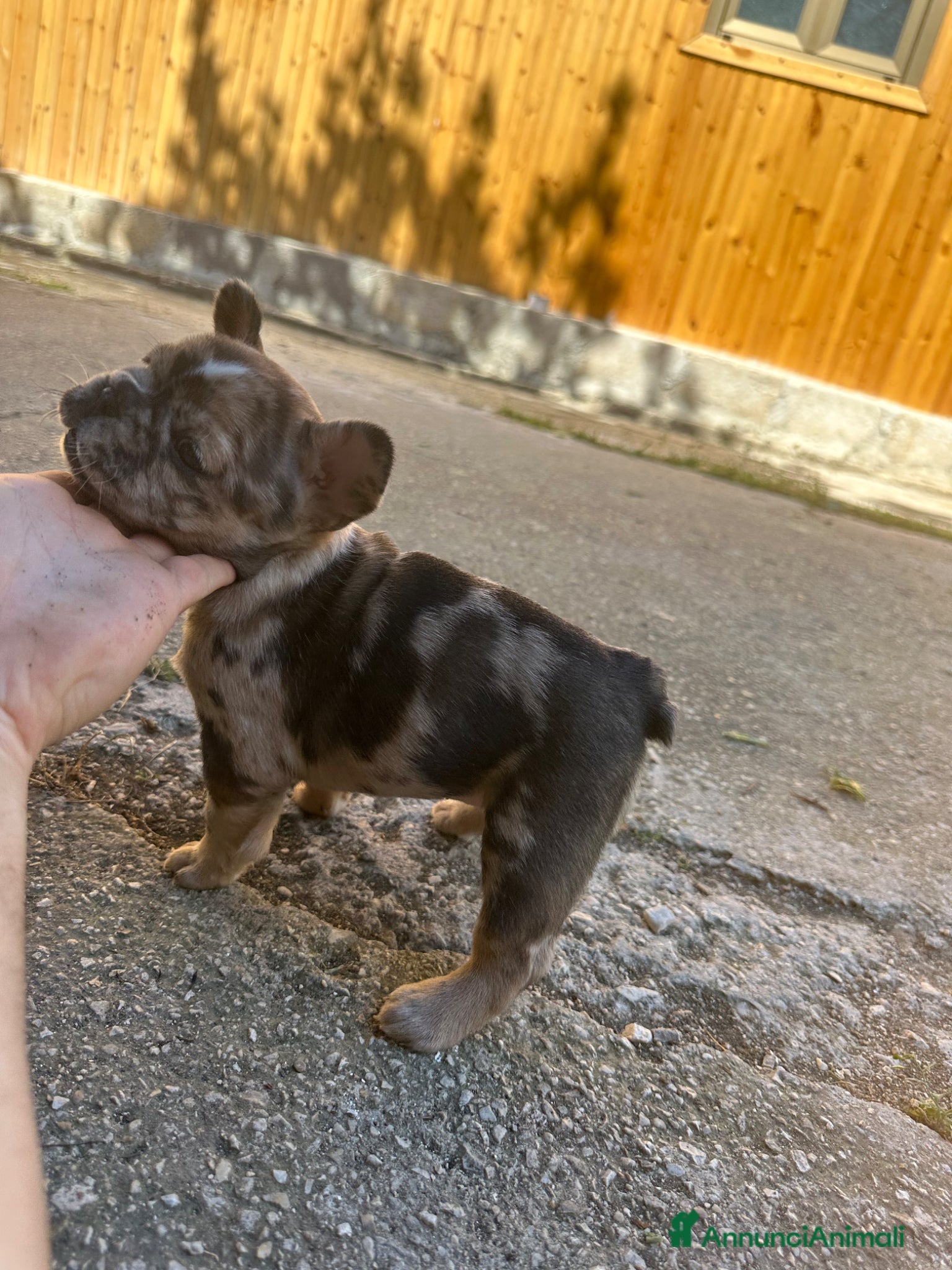 Bulldog Francese cani in vendita: bulldog francese blue e nero tigrato  - Annuncio 14