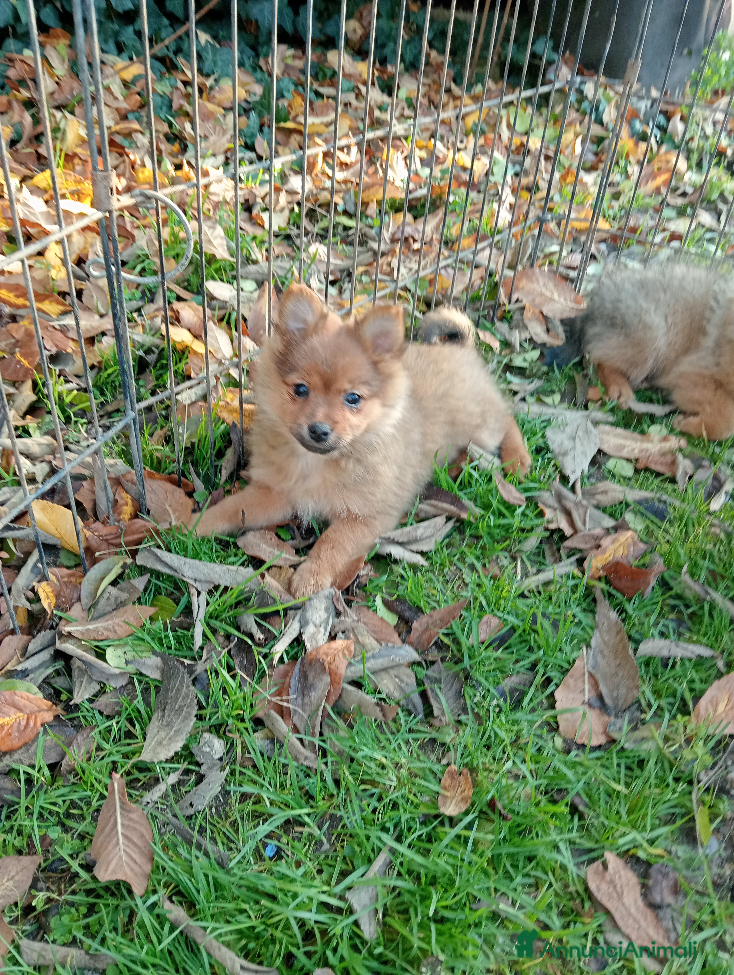 Spitz cani Spitz Piccolo  - Annuncio 2