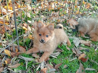 Spitz cani Spitz Piccolo - Annuncio 1