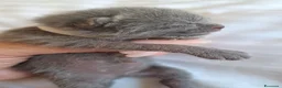 Certosino gatti in vendita: Gattini Certosini - Annuncio 4