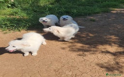 Pastore Maremmano cani in regalo: Meravigliosi maremmanini  a Provincia di Viterbo - Immagine 5