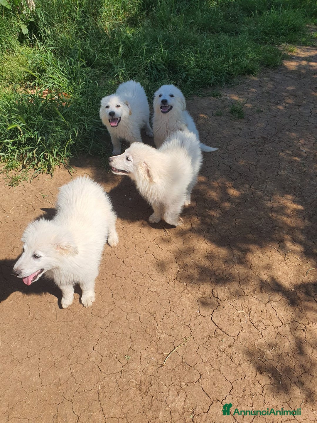 Pastore Maremmano cani in regalo: Meravigliosi maremmanini  a Provincia di Viterbo - Immagine 5