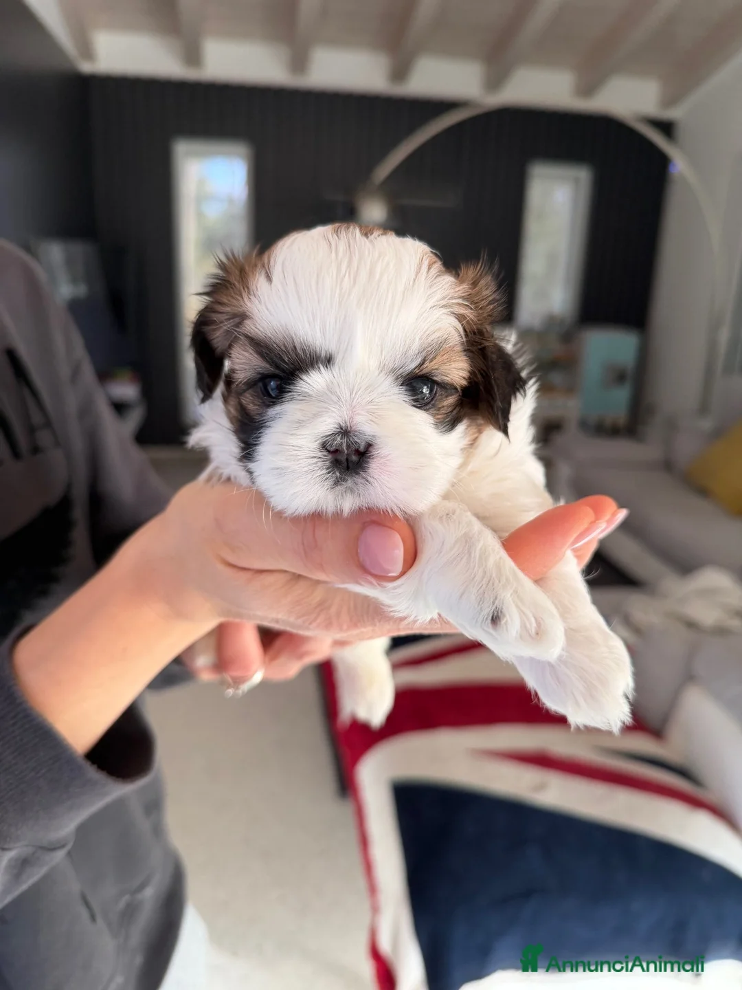 Shih Tzu cani in vendita: CUCCIOLA DI SHIH TZU CON PEDIGREE - Annuncio 1